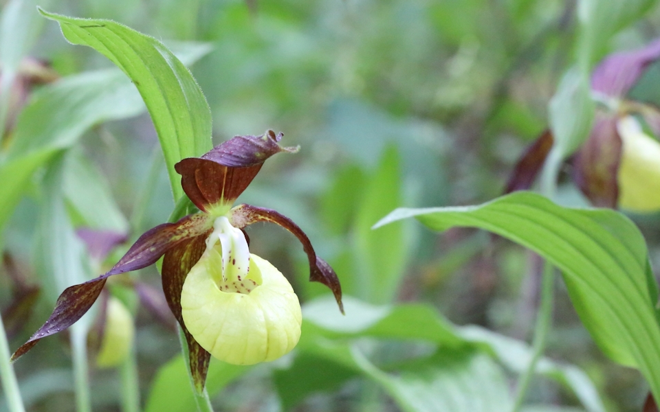 Guckusko, Lady's slipper orchid, Cypripedium calceolus