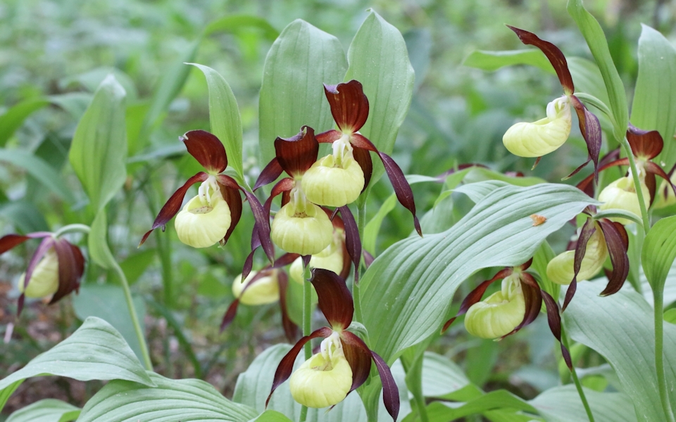 Guckusko, Lady's slipper orchid, Cypripedium calceolus