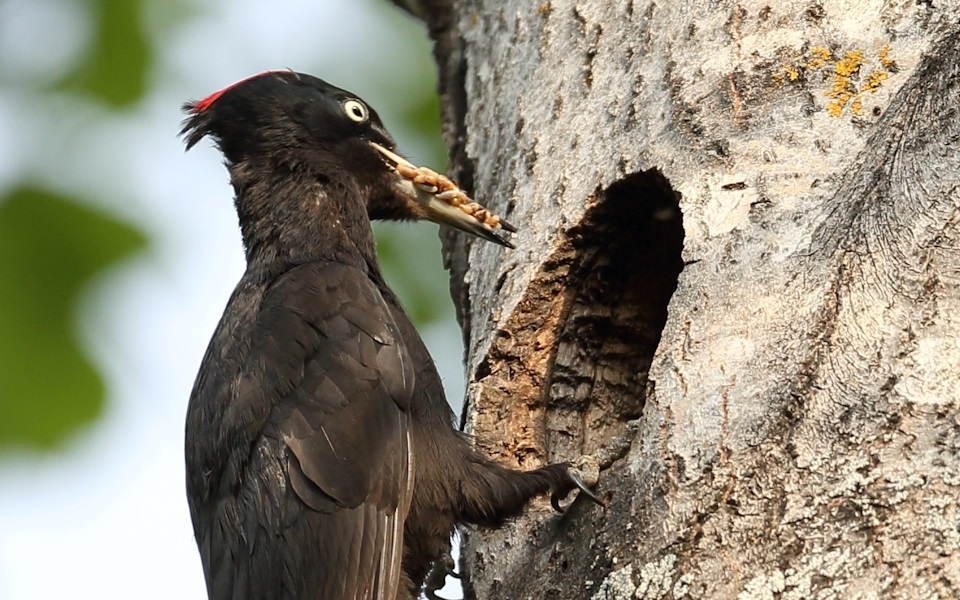 Spillkråka, Black Woodpecker, Dryocopus martius