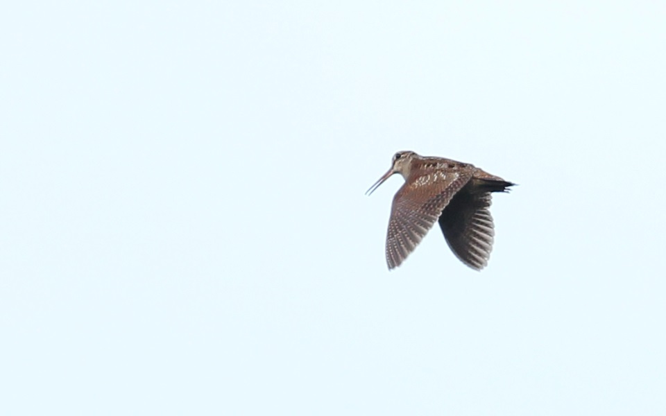 Morkulla, Eurasian Woodcock, Scolopax rusticola