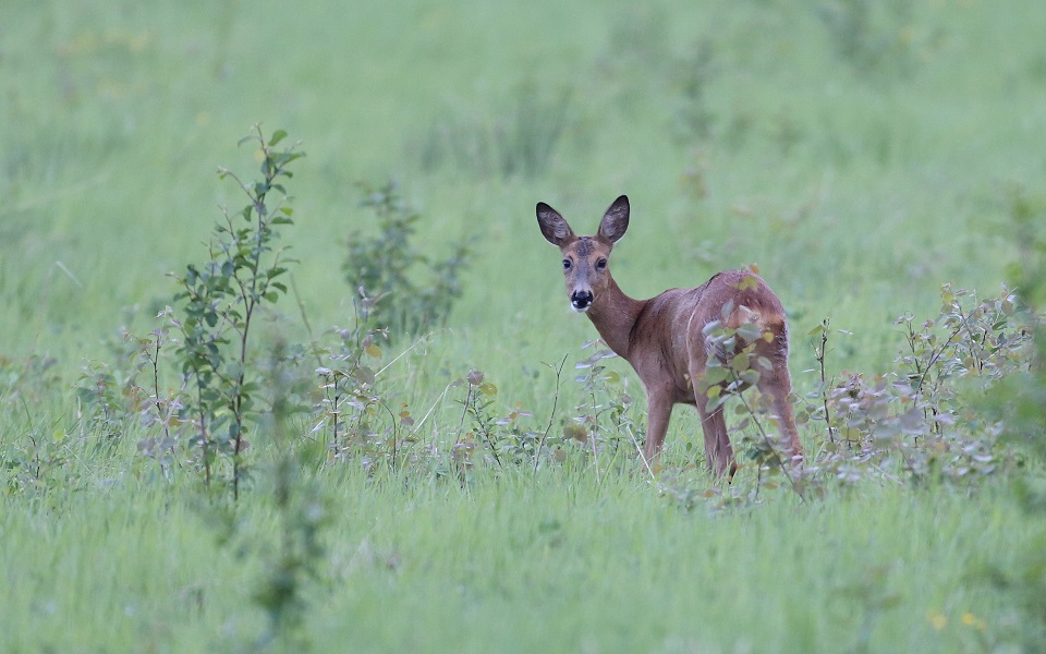 Rådjur, European roe deer, Capreolus capreolus