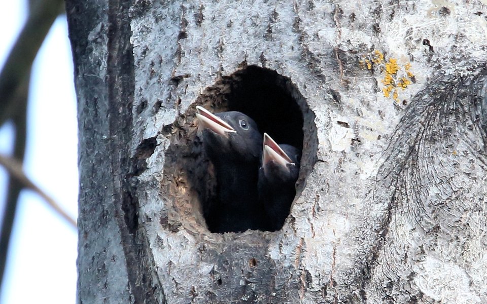 Spillkråka, Black Woodpecker, Dryocopus martius