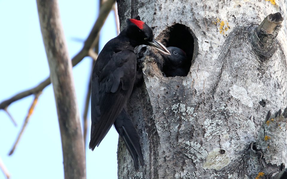 Spillkråka, Black Woodpecker, Dryocopus martius