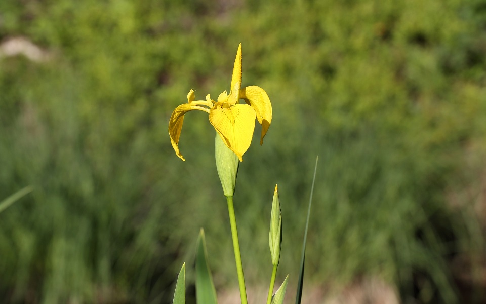 Svärdslilja, Yellow flag (Yellow iris), Iris pseudacorus
