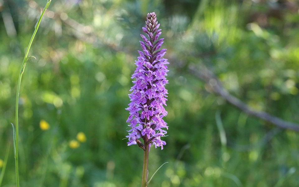 Skogsnyckel, Common Spotted-orchid , Dactylorhíza Maculáta ssp. Fuchsii