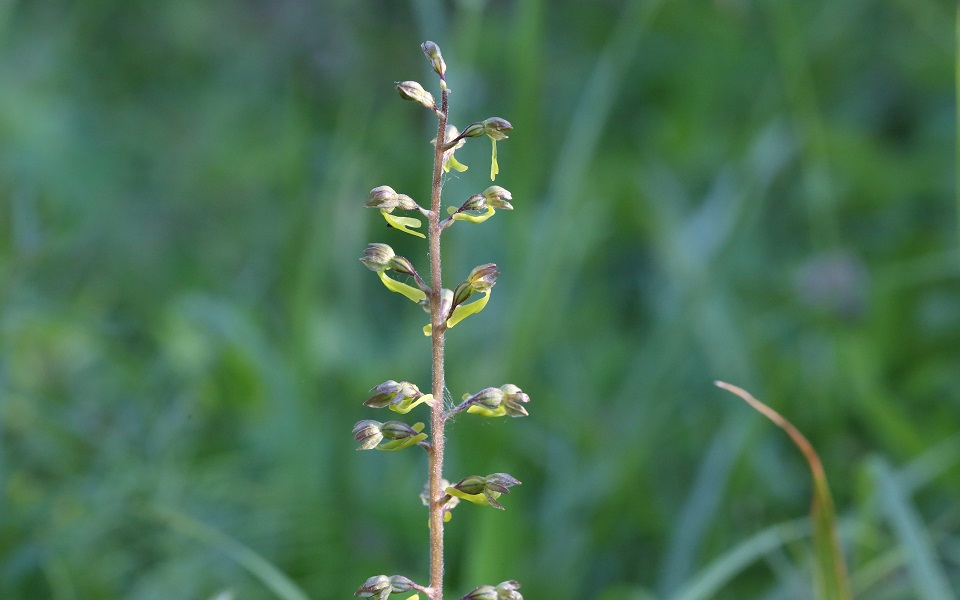 Tvåblad, Common Twayblade, Neottia ovata