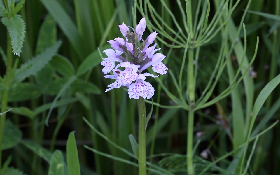 Jungfru Marie nycklar, Heath Spotted Orchid (Moorland Spotted Orchid), Dactylorhíza maculáta