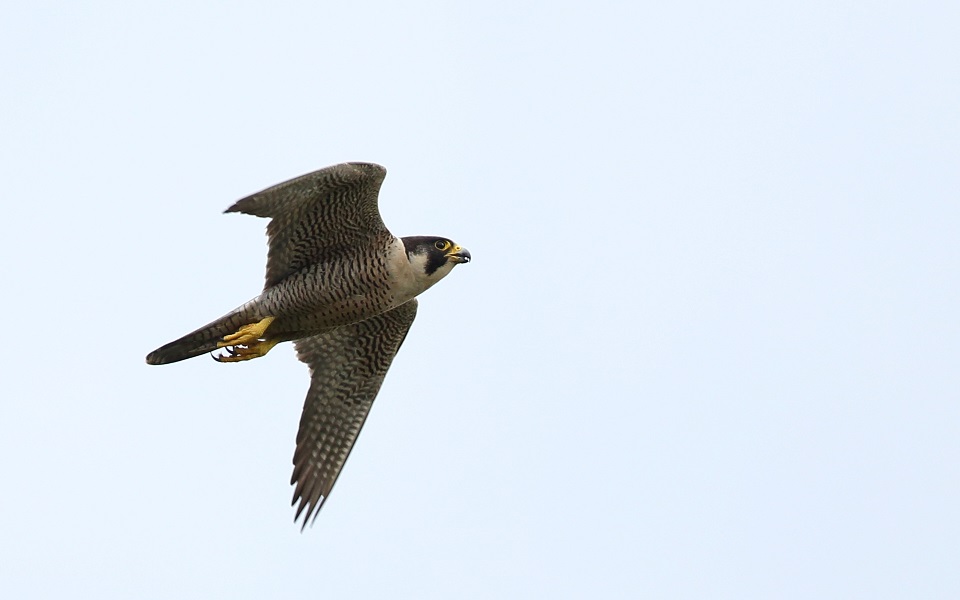 Pilgrimsfalk, Peregrine Falcon, Falco peregrinus