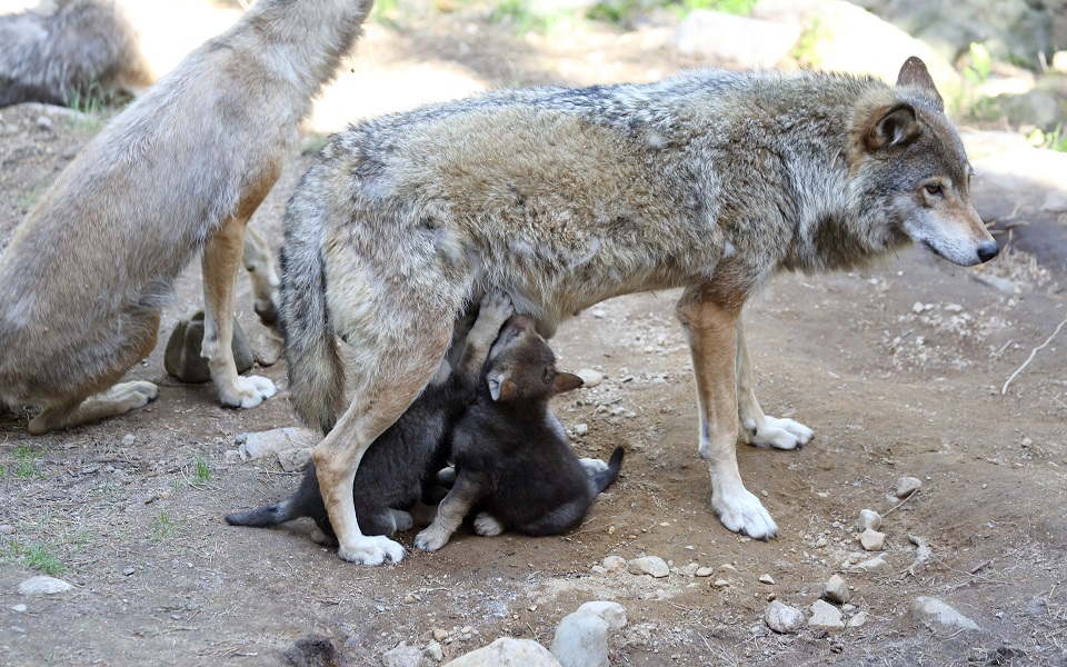 Varg, Wolf, Canis lupus