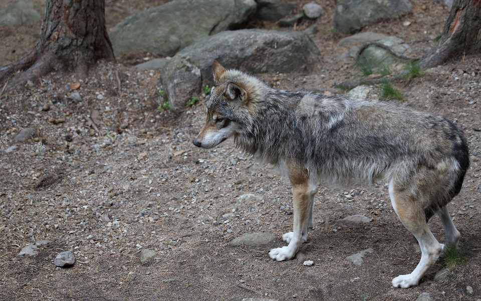 Varg, Wolf, Canis lupus