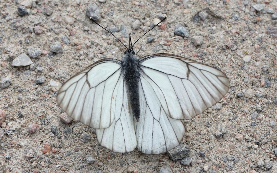 Hagtornsfjäril, Black-veined White, Aporia crataegi