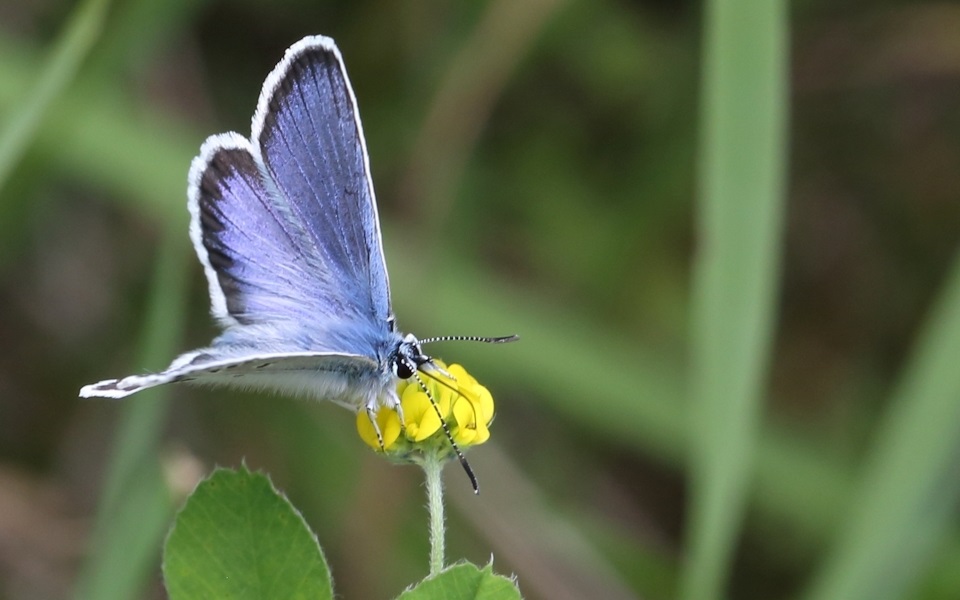 Turkos blåvinge, Silvery Argus, Aricia nicias