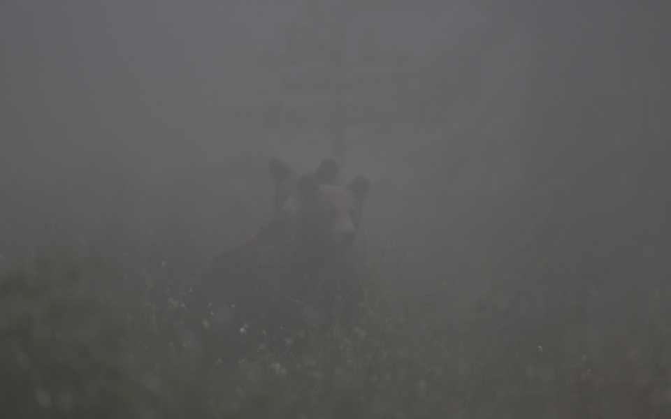 Brunbjörn, Brown bear, Ursus arctos