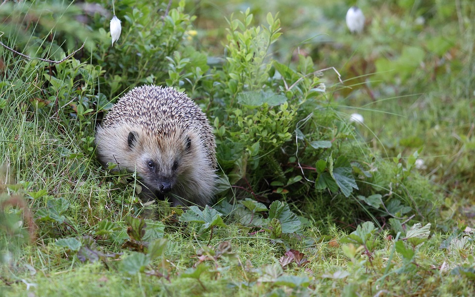 Igelkott, European hedgehog, Erinaceus europaeus 