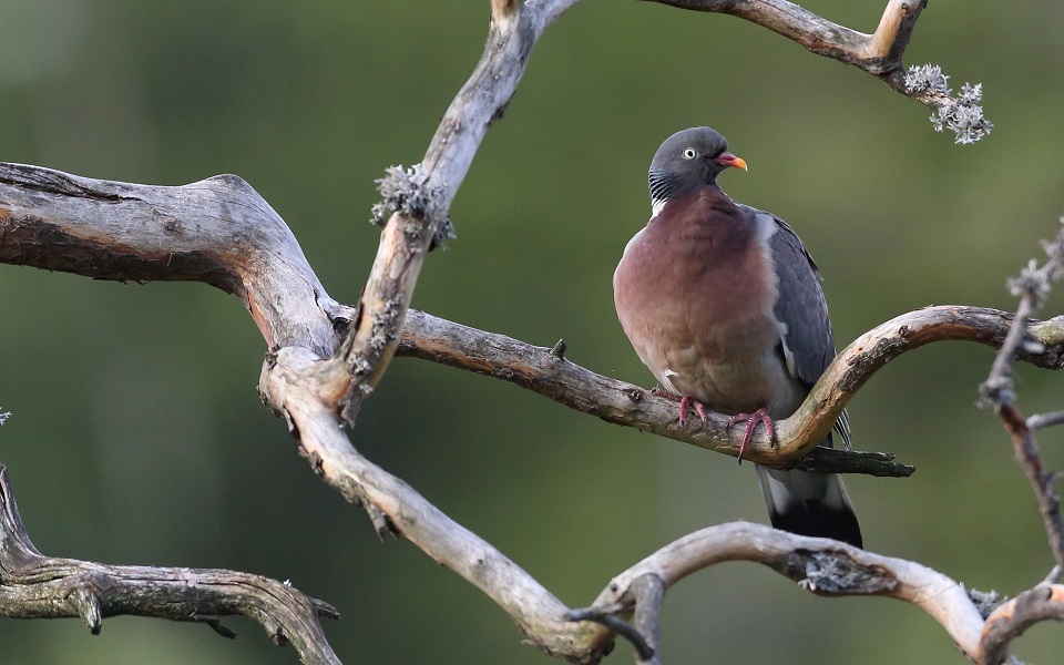 Ringduva, Common Wood Pigeon, Columba palumbus 