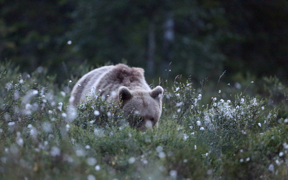 Brunbjörn, Brown bear, Ursus arctos