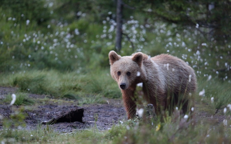 Brunbjörn, Brown bear, Ursus arctos