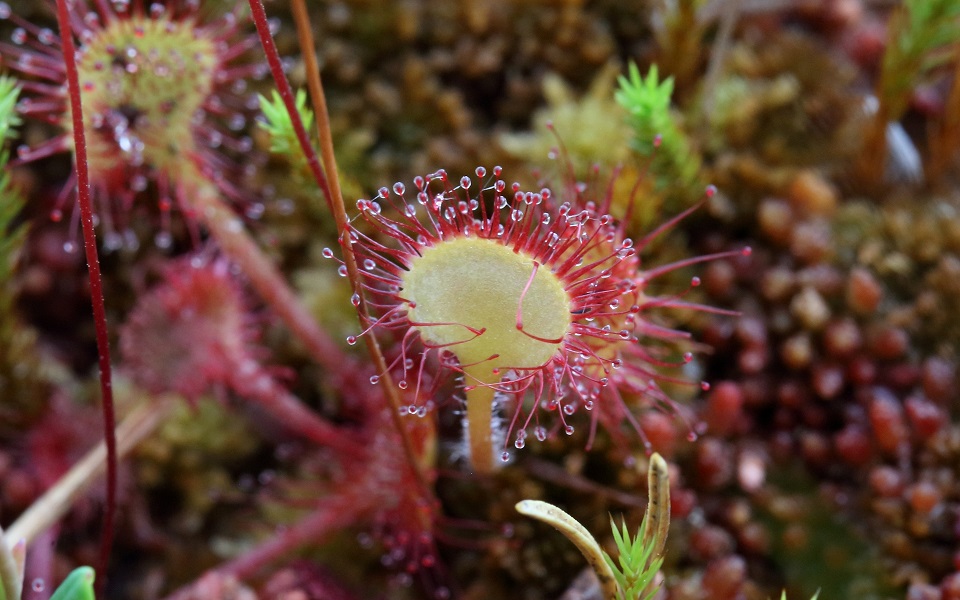 Sileshår , Sundews, Drosera