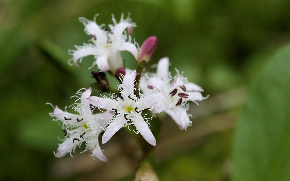 Vattenklöver, Bog bean, Menyanthes trifoliata