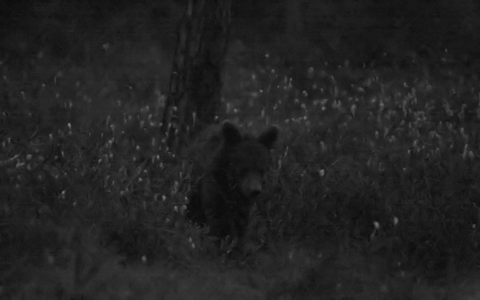 Brunbjörn, Brown bear, Ursus arctos 
