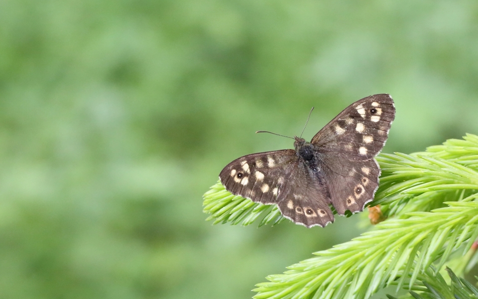 Kvickgräsfjäril, Speckled Wood butterfly, Pararge aegeria