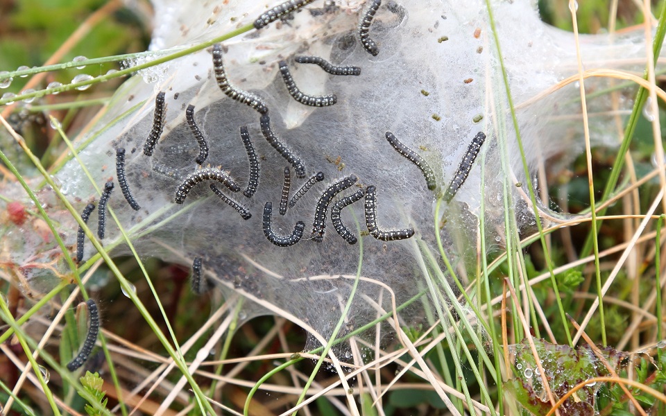 Björkspinnare?