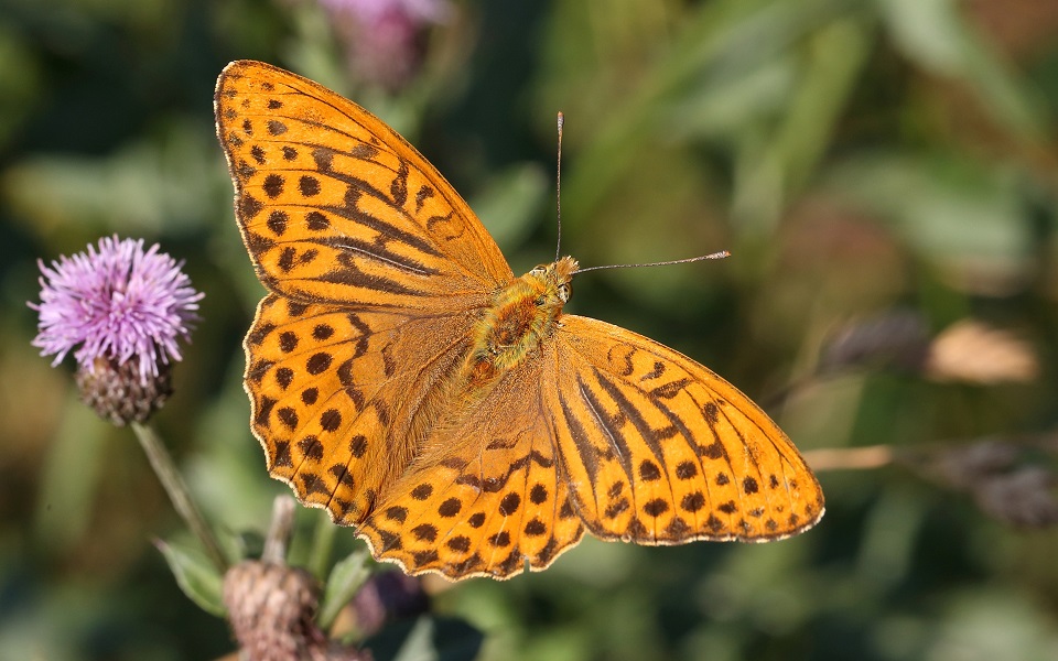 Silverstreckad pärlemorfjäril, Silver-washed Fritillary, Argynnis paphia