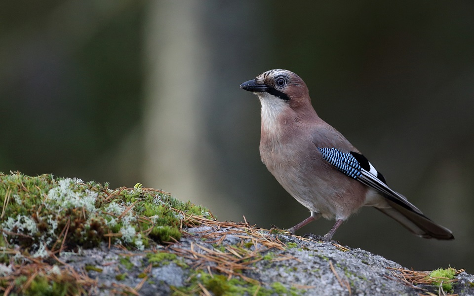 Nötskrika, Eurasian Jay, Garrulus glandarius