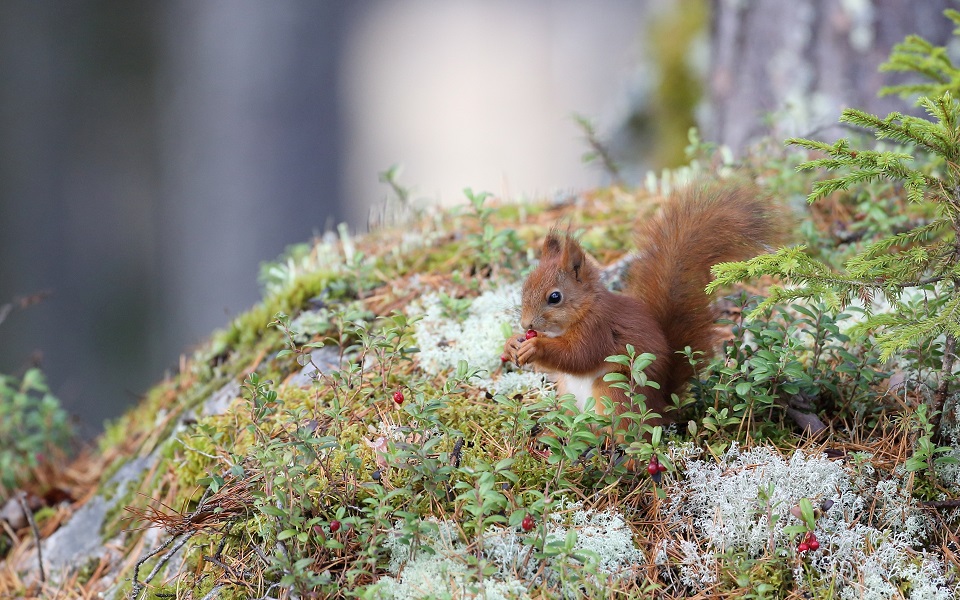 Ekorre, Red squirrel, Sciurus vulgaris