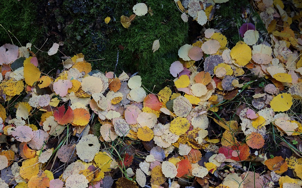 Skogsgolvet var målat med höstens palett