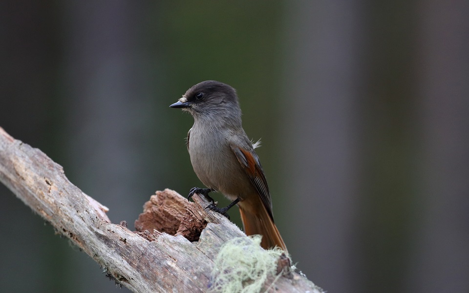 Lavskrika, Siberian Jay, Perisoreus infaustus