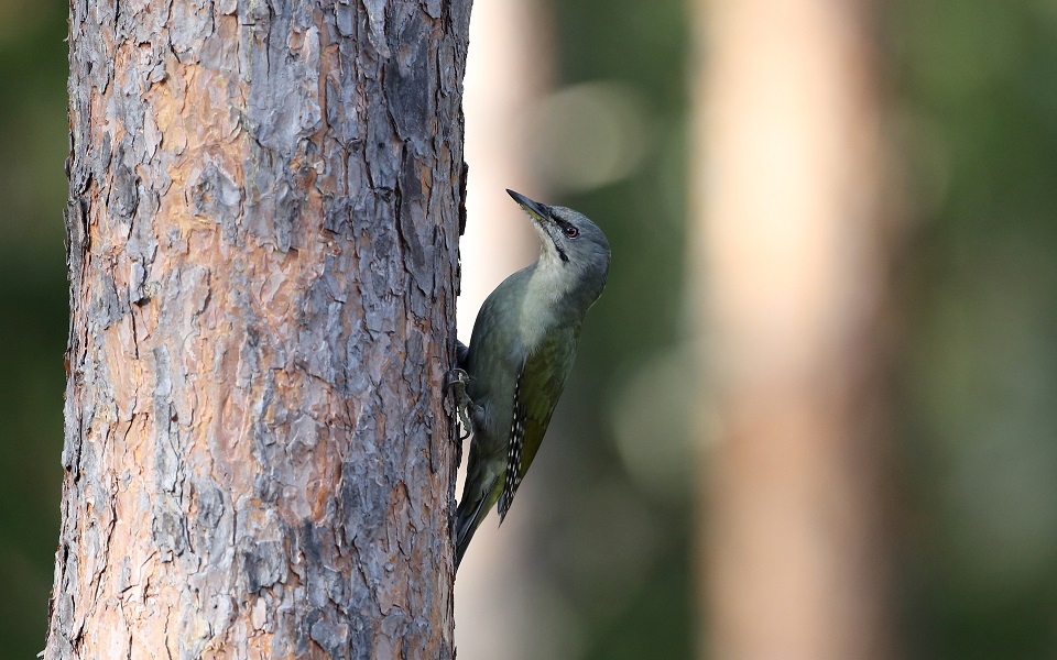 Gråspett, Grey-headed Woodpecker, Picus canus