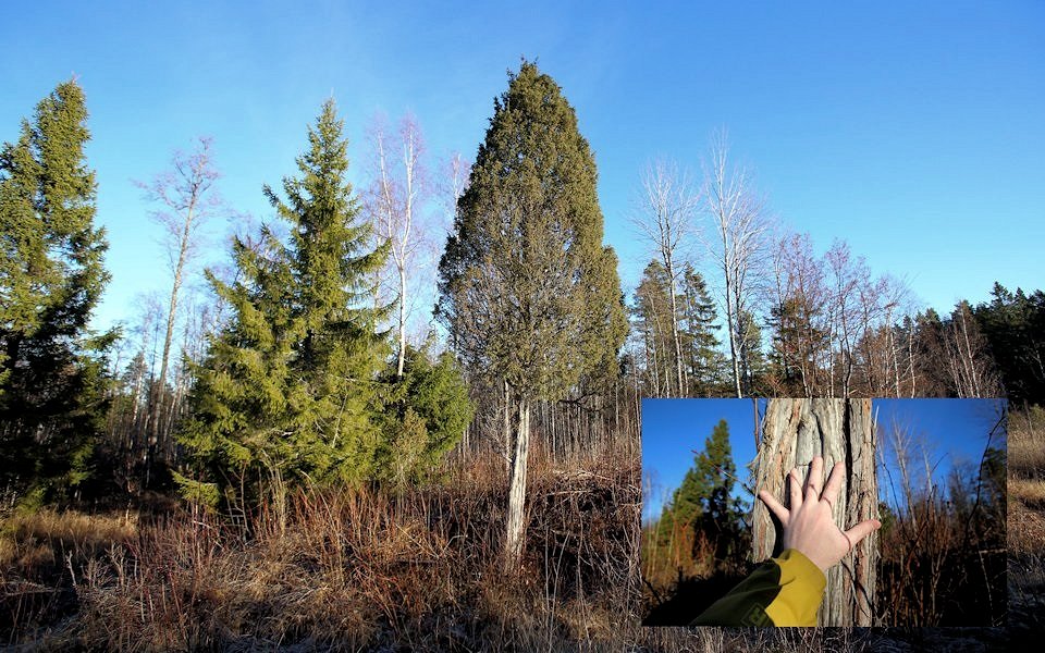 Enträd, Common Juniper tree, Juniperus communis