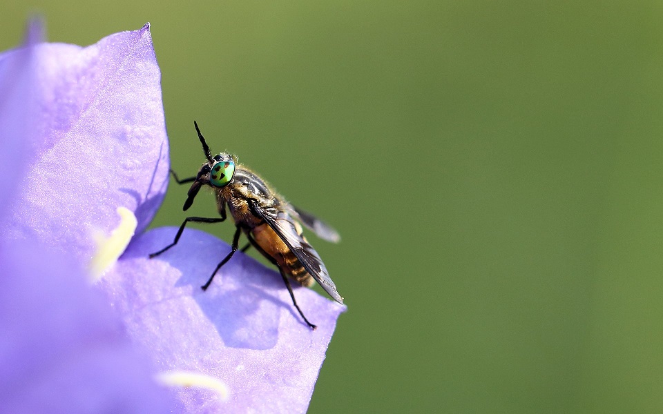 Blindbroms, Twin-lobed deerfly, Chrysops relictus