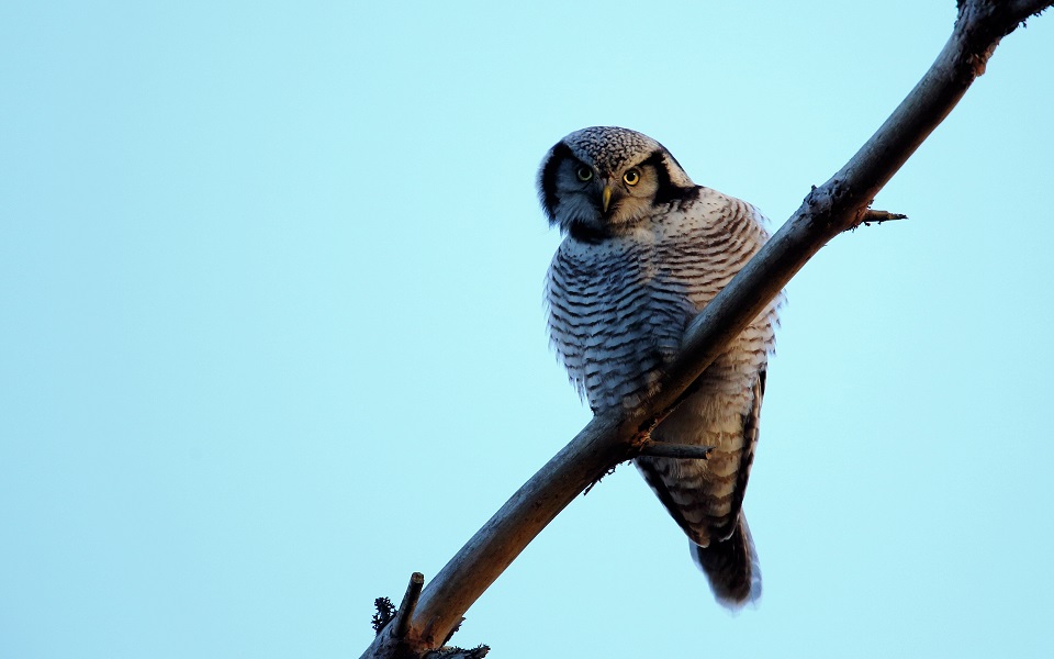Hökuggla, Northern Hawk Owl, Surnia ulula
