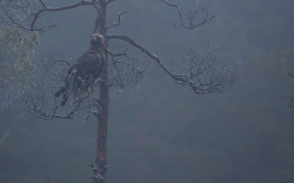 Kungsörn, Golden Eagle, Aquila chrysaetos