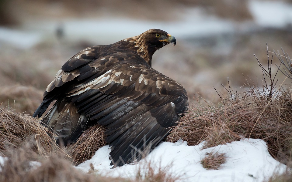 Kungsörn, Golden Eagle, Aquila chrysaetos