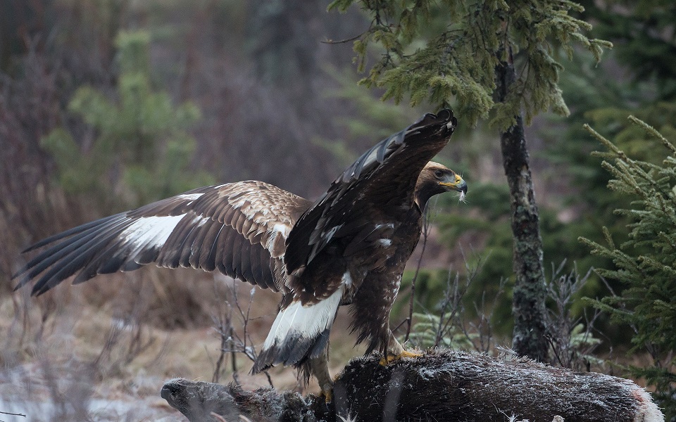 Kungsörn, Golden Eagle, Aquila chrysaetos