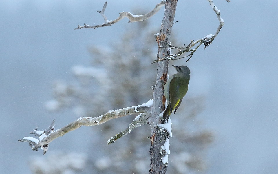 Gråspett, Grey-headed Woodpecker, Picus canus