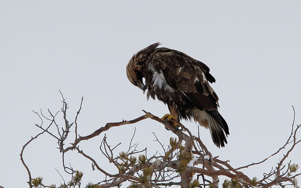 Kungsörn, Golden Eagle, Aquila chrysaetos