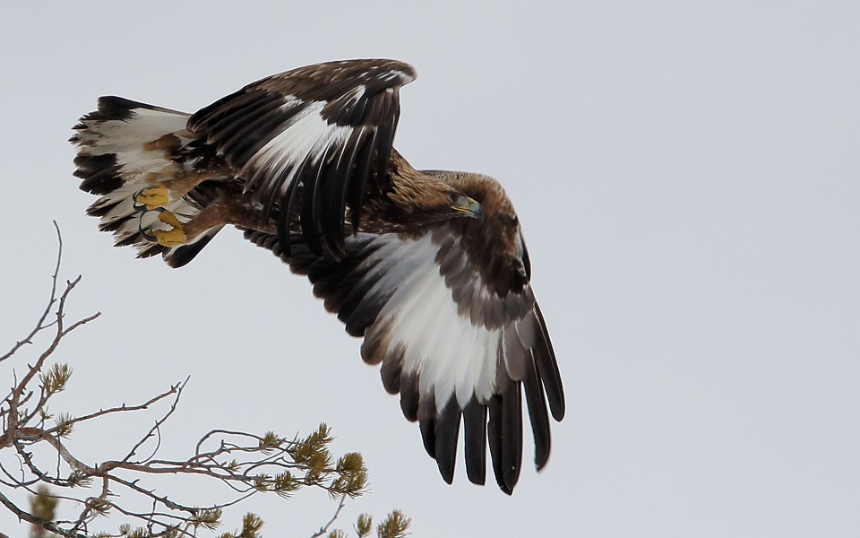 Kungsörn, Golden Eagle, Aquila chrysaetos