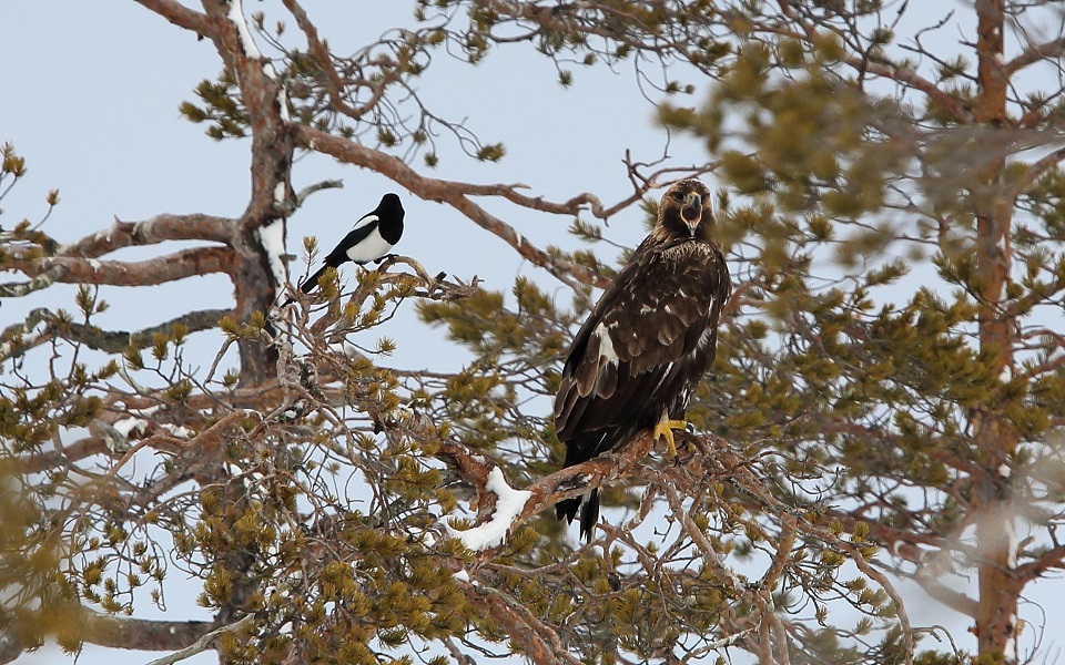 Kungsörn, Golden Eagle, Aquila chrysaetos