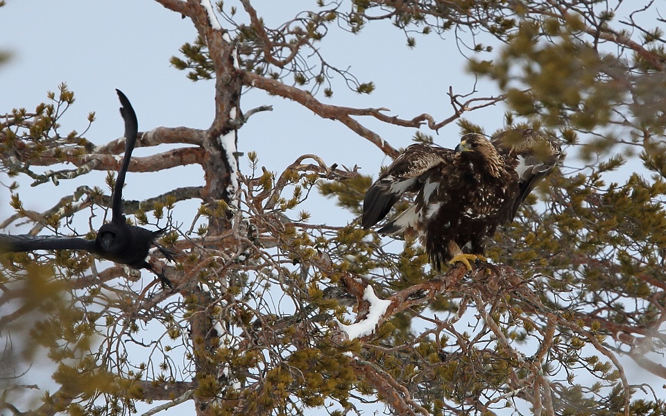 Kungsörn, Golden Eagle, Aquila chrysaetos