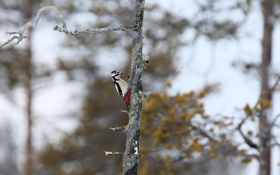 Större hackspett, Great Spotted Woodpecker, Dendrocopos major