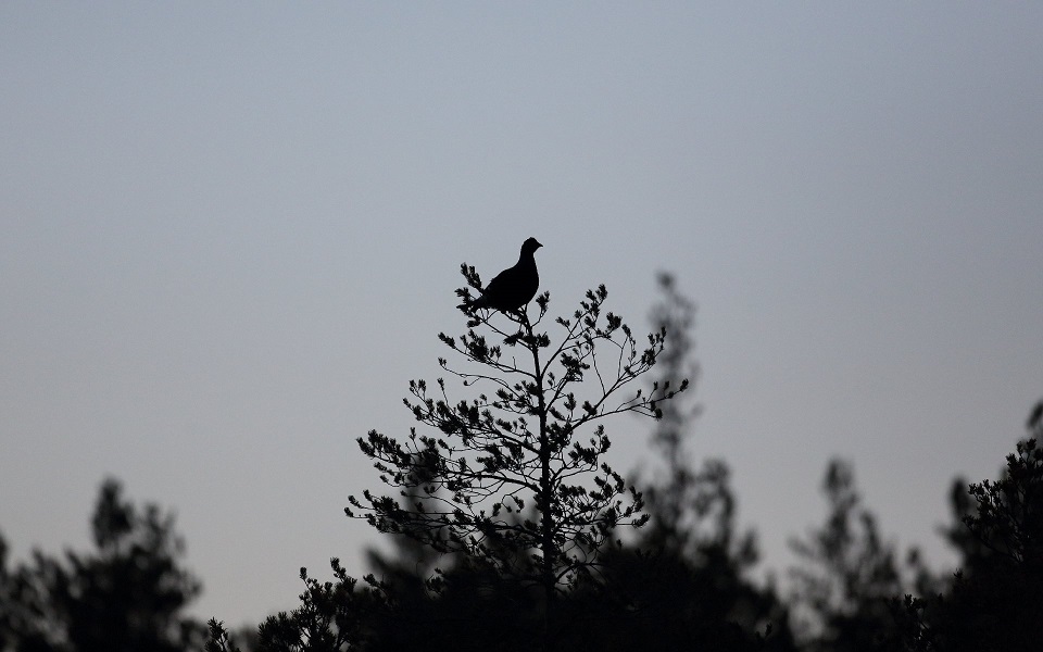 Orre, Black Grouse, Lyrurus tetrix