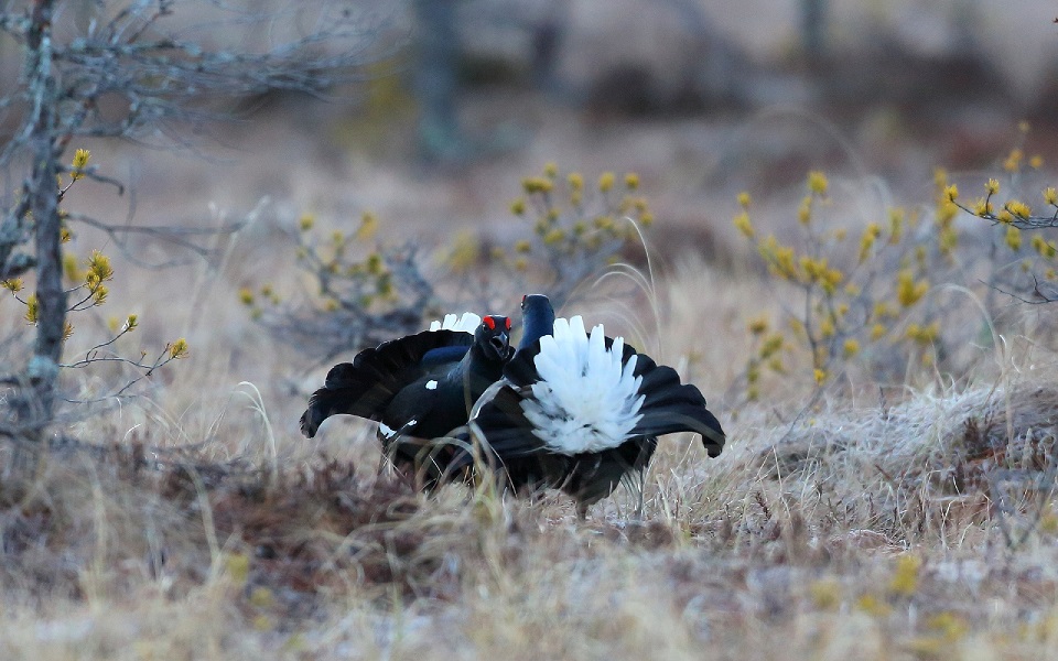 Orre, Black Grouse, Lyrurus tetrix