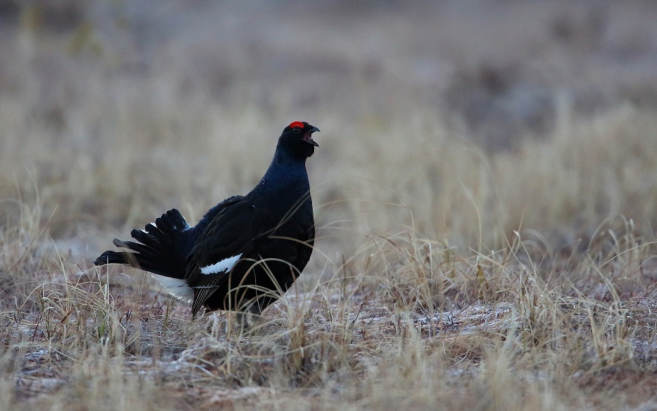 Orre, Black Grouse, Lyrurus tetrix