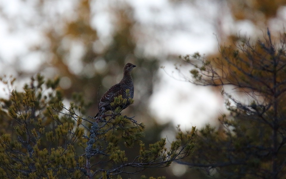 Orre, Black Grouse, Lyrurus tetrix