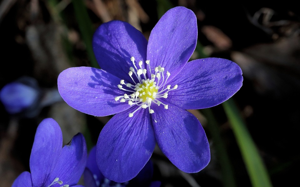 Blåsippa, Liverleaf, Anemone hepatica