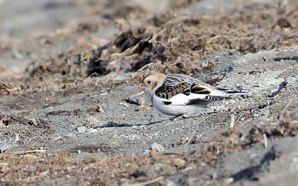 Snösparv, Snow Bunting, Plectrophenax nivalis